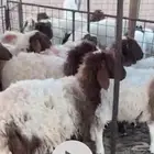 جذعات نعيم.