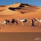 اجار خيول جمال باليوم او الساعه او شهر حسب طلب الزبون
