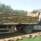 للبيع نجيله خضراء طبيعيه