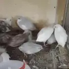 سمان صيني او السمان القزم