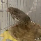 فرخ كناري بسكوتي كرست غر