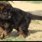 جيرمن شيبرد اهالى مستورده