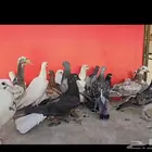 فروخ حمام احجام وانوع مختلفه زينه وعايدي