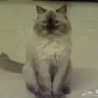 قطط للتبني