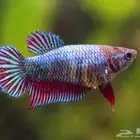 فايتر إناث الحبه ب 15 فقط