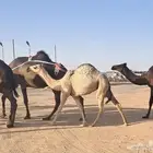 عشاير طيبات هديات وحليبها واجد تحتها بكار وحقة طيبة