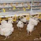 دجاج تسمين للبيع جمله وقطاعى 6000حبه عمر 25يوم اوزان 1300