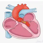 دكتور خصوصي لشرح المواد الطبية الأساسية اونلاين