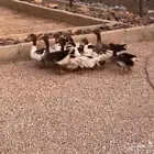 وز بلدي منتج