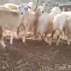 حلال حري