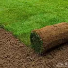 ثيل c2000 انجيله نخل واشنطن. حديقه