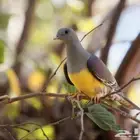 حمام الفاكهه