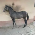 مهر واهو عربي