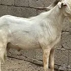 فحل بيشي صنف