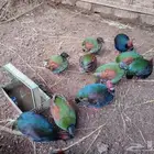 الراول كرست اجوز للبيع نوادر
