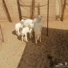 5 بهم مطافيل