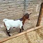 جفرة محايليه 5 شهور إلى 6 شهور