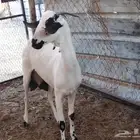 عنز بيشية كحلا تحتها تيس