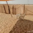 2 دواغير رخال ترضع من اي شي