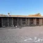 شبوك دجاج او غنم للبيع