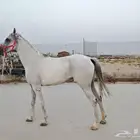 فرس شعبيه