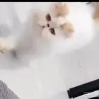 ذكر بيرشن للتزاوج
