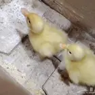 بط بكيني