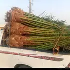 يوجد لدينا جميع انواع النخيل والتوصيل الا جميع أنحاء المملكة