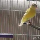 كناري ذكر وجوز طيور حب