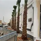 تنسيق حدائق