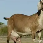مطلوب عنز حليب