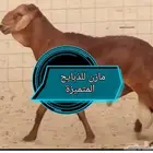 طليان حرية ممتازة وسواكن تربية