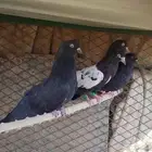 باكستاني تب