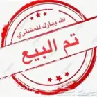 ببغاء كنيور أناناس