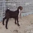 تيوس حجازية