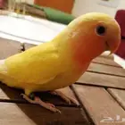 عصفور روز اليف هدد