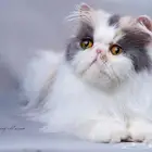 للبيع قطه كاليكو بيرشن منتجه