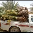 يوجد لدينا نخل زينه وعربي علا جميع المقاسات وسعار مناسبه