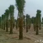 ابوعلي مختص في زرعت انخيل تبوك العلا وجميع انحا المملكه