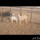 رخله طيبه تحتها طلي