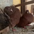 جوز رقاص هولندي احمر