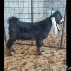 تيس عارضي مشروع فحل للبيع المجمعه تم البيع