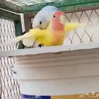جوز روز لاتينو عيون حمراء