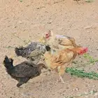 دجاج الرياض