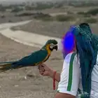 بغبانات مكاو متكلمه عدد اثنين