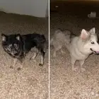 كلبين للبيع