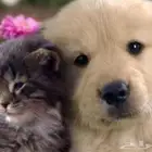 توصيل حيوانات