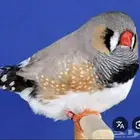 مطلوب زوج او أكثر زيبرا أنجليزي سوبر جامبو او (طفرات)