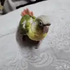 استمارة بيع ماشاء الله تبارك الله.. فروخ فاخرة فاخر