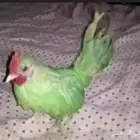 ببغاء للبيع